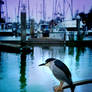 A Black Capped Night Heron