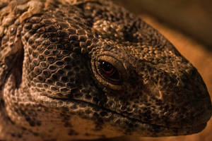 Savannah Monitor (Varanus exanthematicus)