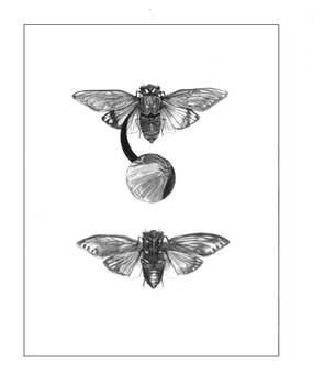 Cicada