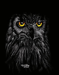 Owl