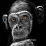 Chimp