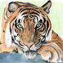 Jafar a Bengal Tiger