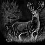 Deer 2