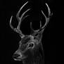 Buck