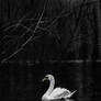 Swan