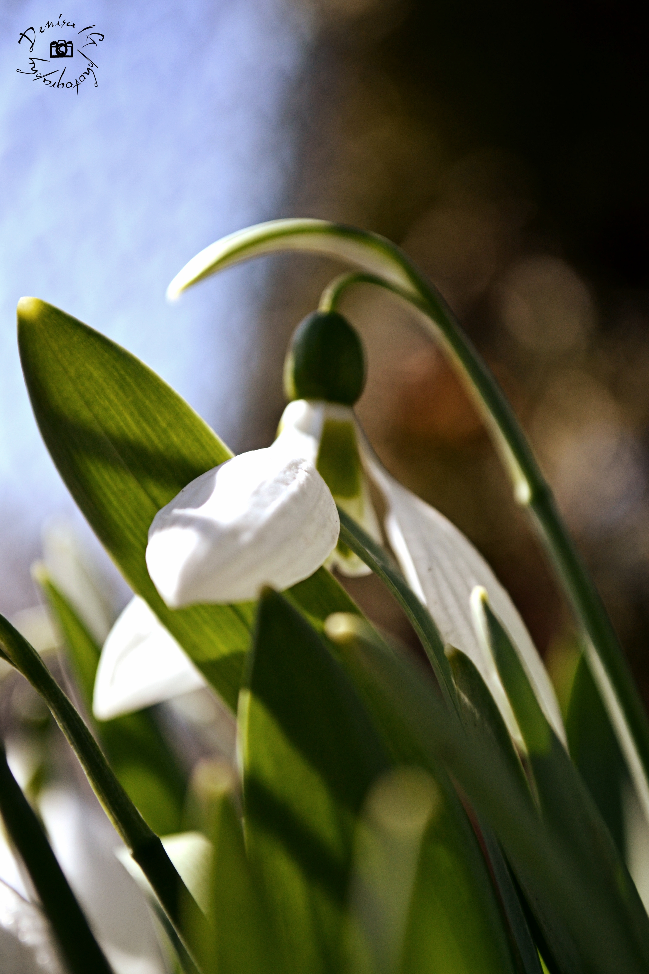 Snowdrop