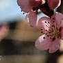 Pink flower