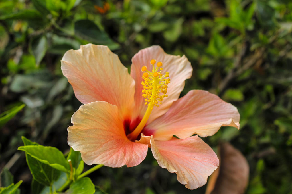 Pretty Hibiscus