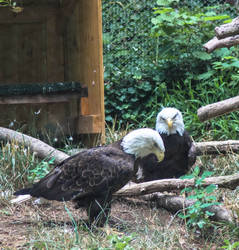 Pair of Eagles