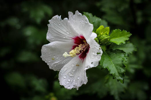 Raindrops on a hibiscus