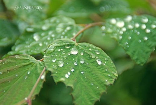 Raindrops