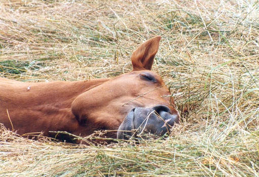 Horse asleep - closeup