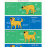 Doggy Body Language: Wagging Tails
