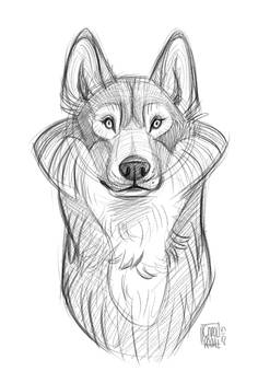 Wolf Sketch (1)