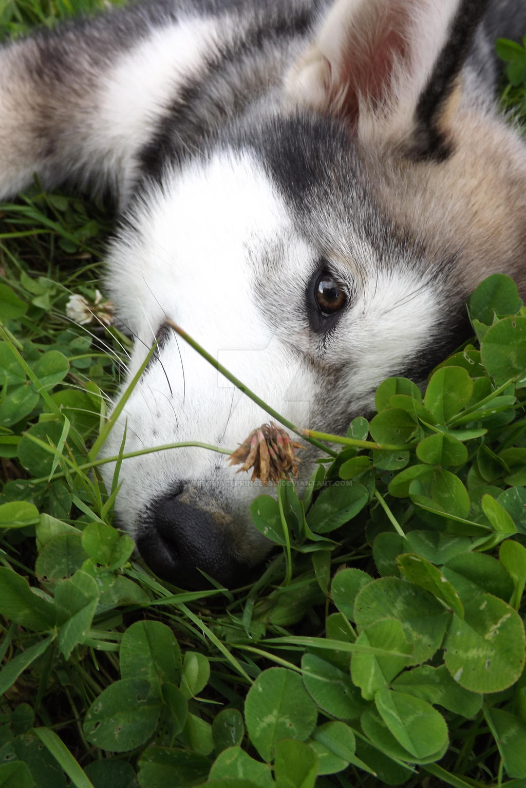 Lying In The Grass.