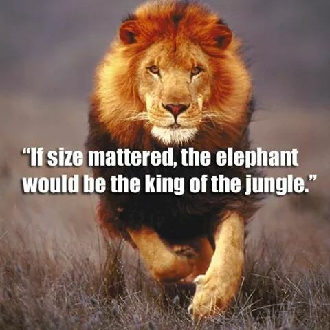 jungle-king-lion-motivation-Favim.com-2199450