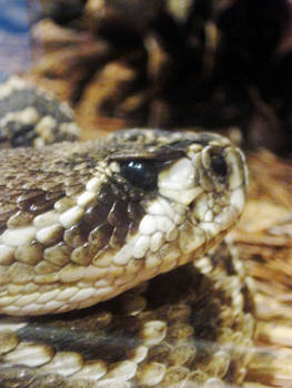 Rattlesnake