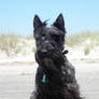 Scottish Terrier