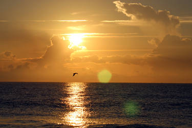 Seagull Flying at Sunrise on Hilton Head Island