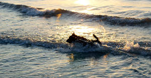 Scottish Terrier Running in the Surf