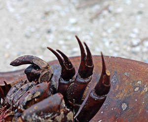 Horseshoe Crab Legs