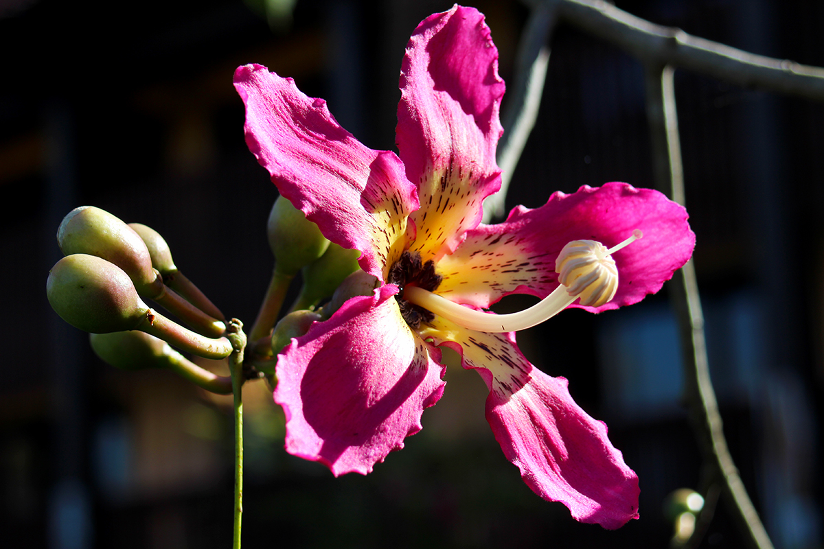 Pink Flower Bloom