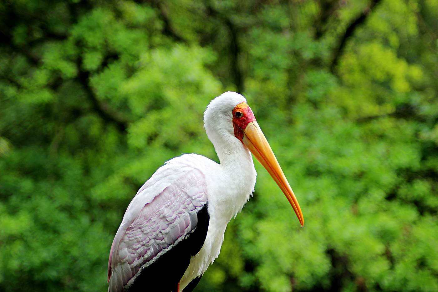 Colorful Bird