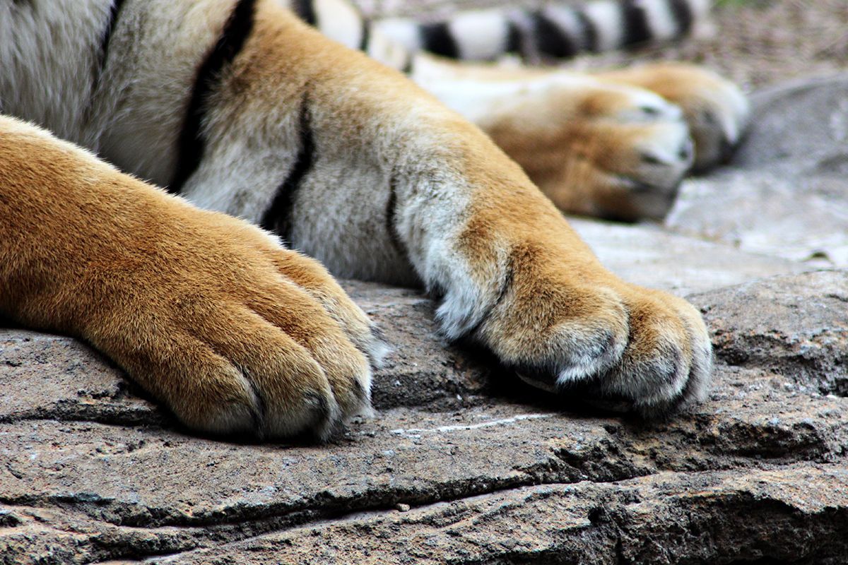 Tiger Paws