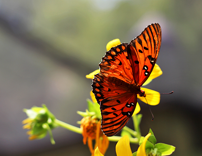 gulf fritillary butterfly