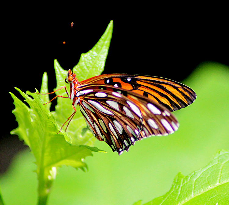 Butterfly in Leaves