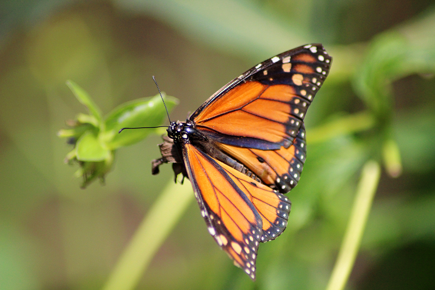 Butterfly Wings