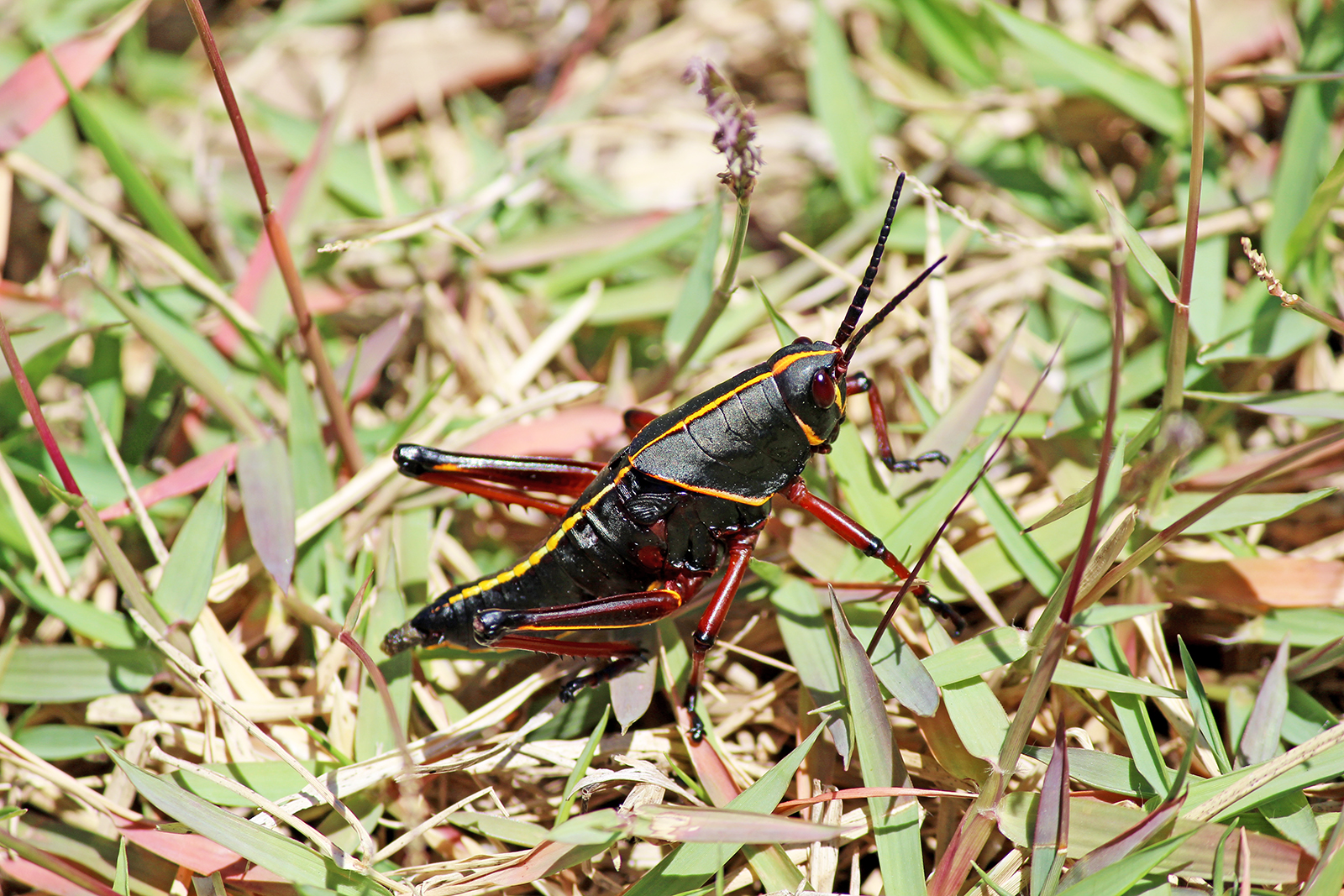 Hello Grasshopper