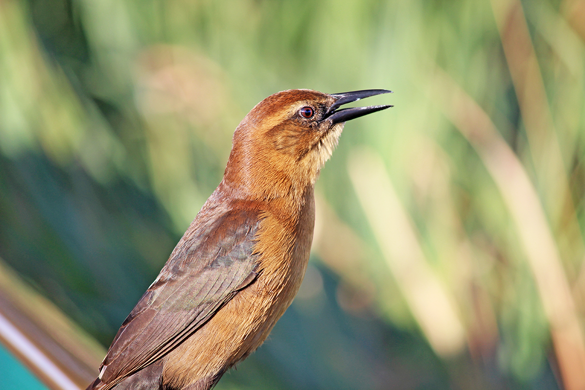 Open Beak