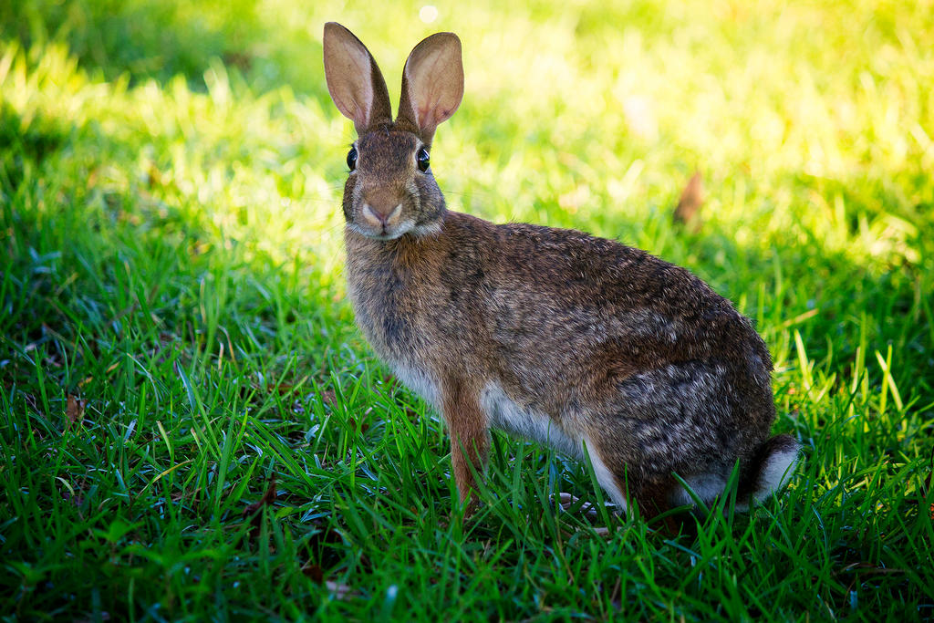Wild Rabbirs Wild Rabbit by winterface on DeviantArt