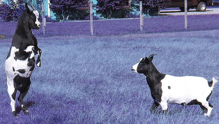 Goatsy Original Goatsy by LostSCRIBE on DeviantArt