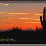 Cactus Sunset