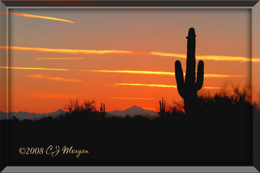 Cactus Sunset