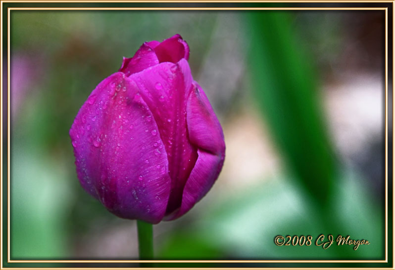 One Purple Tulip for Alex