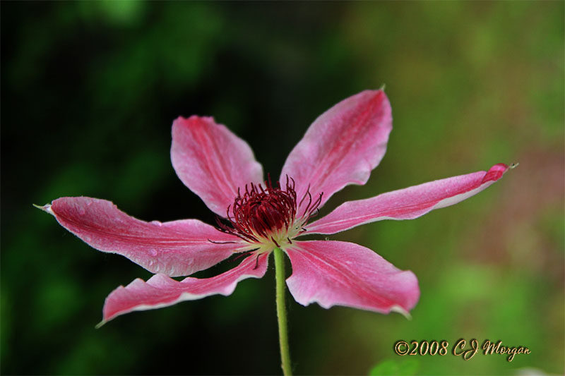 Pink Clematis Blossom