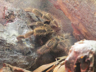 bird eating spider