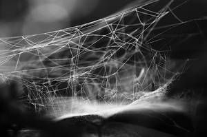 The Web. by galaxiesanddust