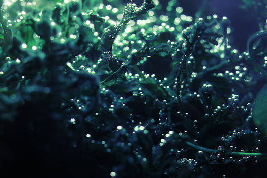 Organic Underwater Bokeh Texture.