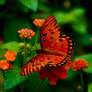 Vibrant Butterfly