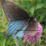 Butterfly closeup 04