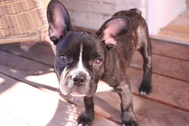 French Bulldog 3 by MochaCat