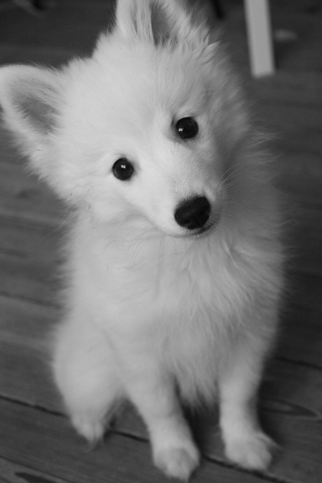 Japanese Spitz Puppy 6 By Mochacat On Deviantart