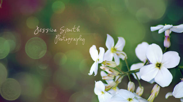 Bokeh Flowers