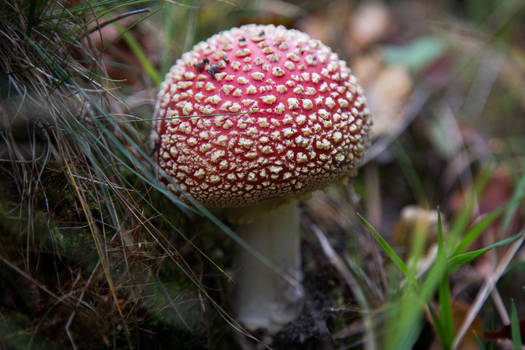 Fly Amanita