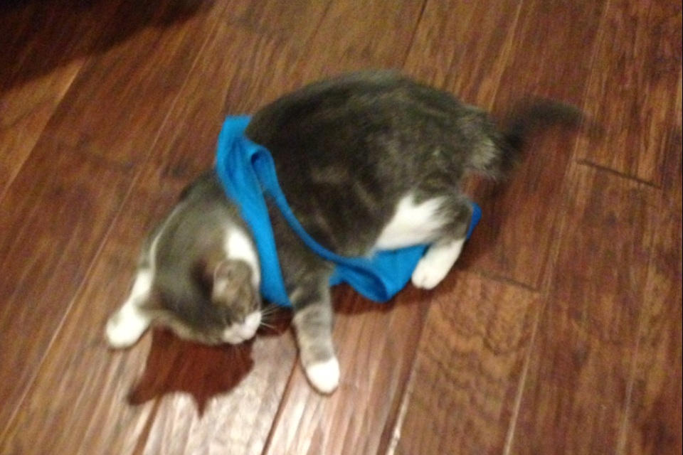 Cat wearing bra by kittykatkuro923 on DeviantArt
