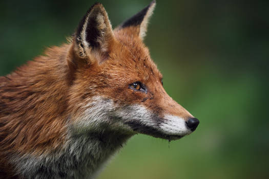 Fox closeup